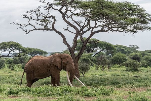 Africa-Kenya-Amboseli National Park Elephant and acacia tree